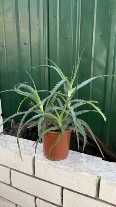 Комнатное растение Алоэ вера