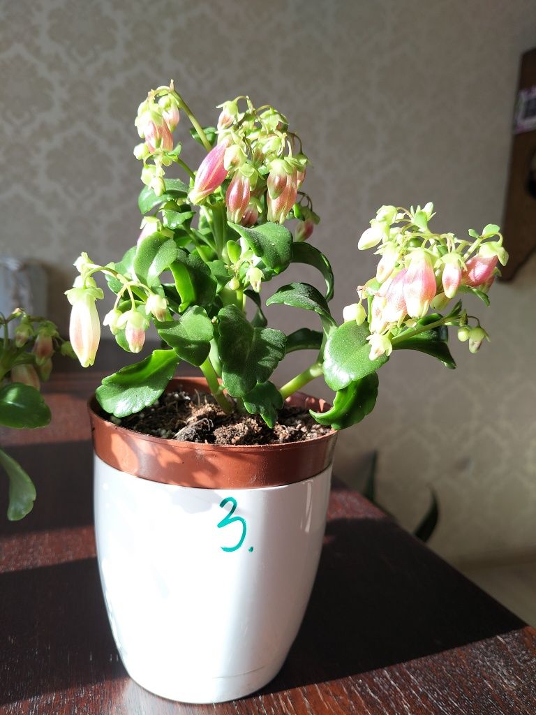 Kalanchoe Dream Bells
