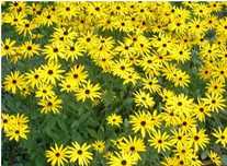 Rudbekia wieloletnia