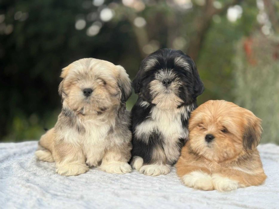 Wyjątkowa suczka Lhasa Apso! Lepszy kuzyn Shih Tzu! Gotowa do odbioru!