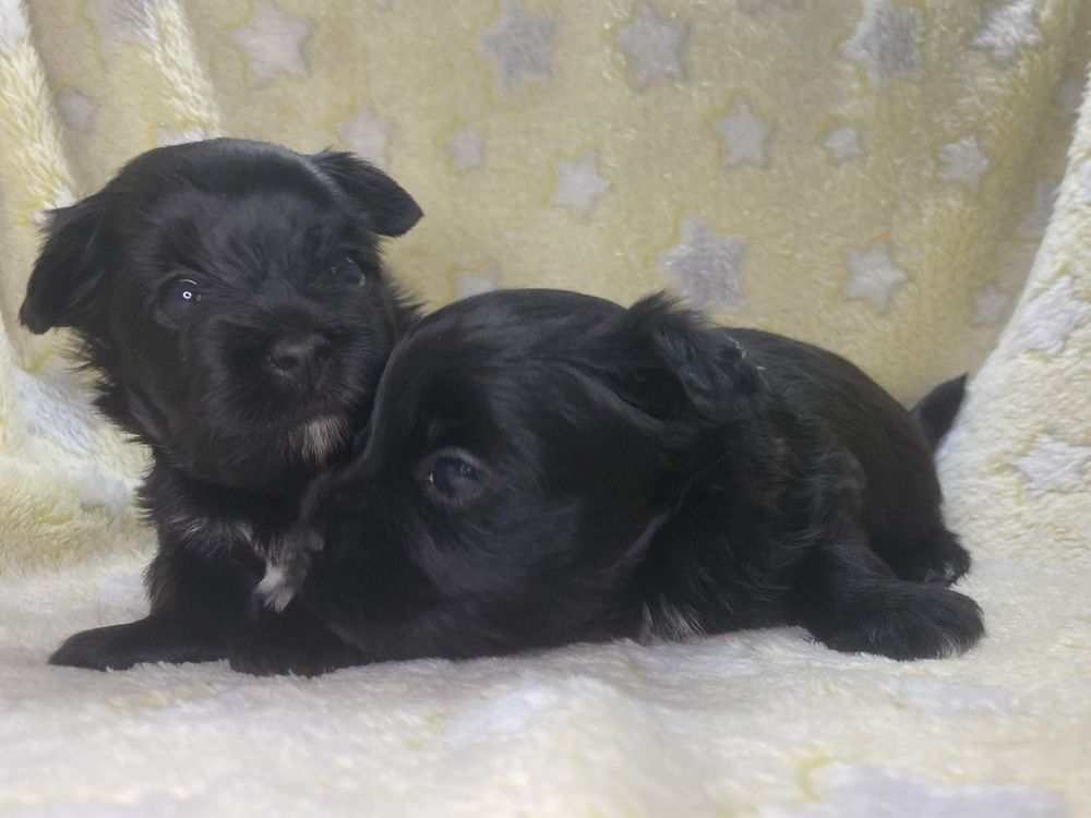 Black Yorkshire Terrier suczka i piesek