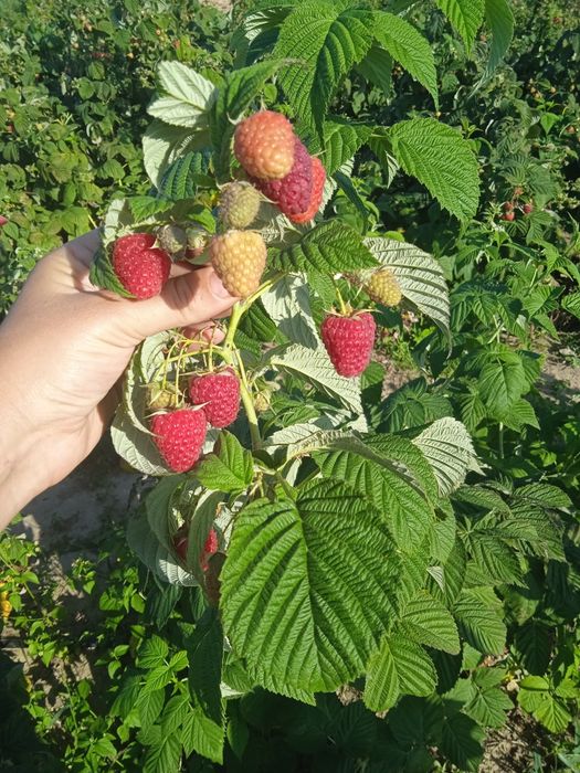 Продам малину сорту Еріка , полісся , харітейдж.