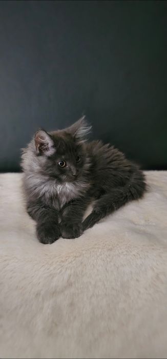 Koteczka Maine coon