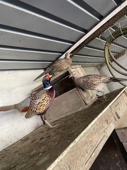 Faisoes  para venda 5