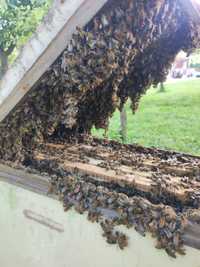 Pszczoły, odkłady, rodziny pszczele SPRZEDAM