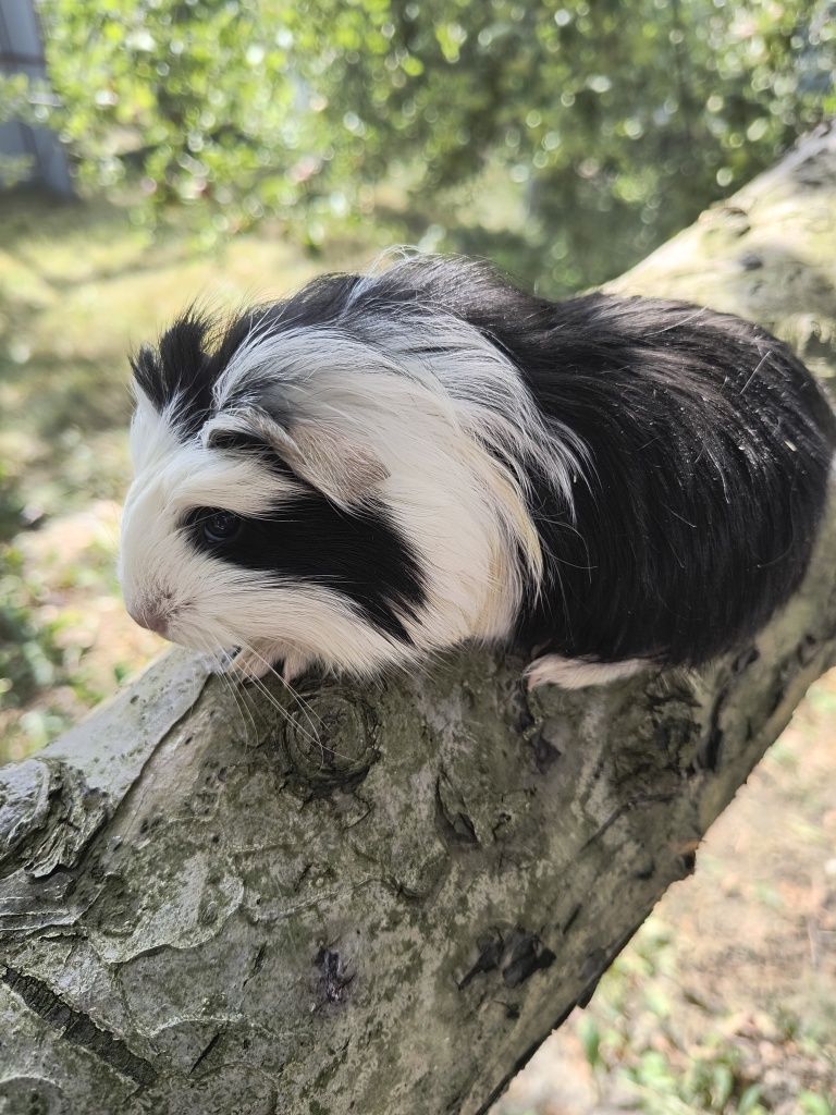 Морская свинка Коронет.