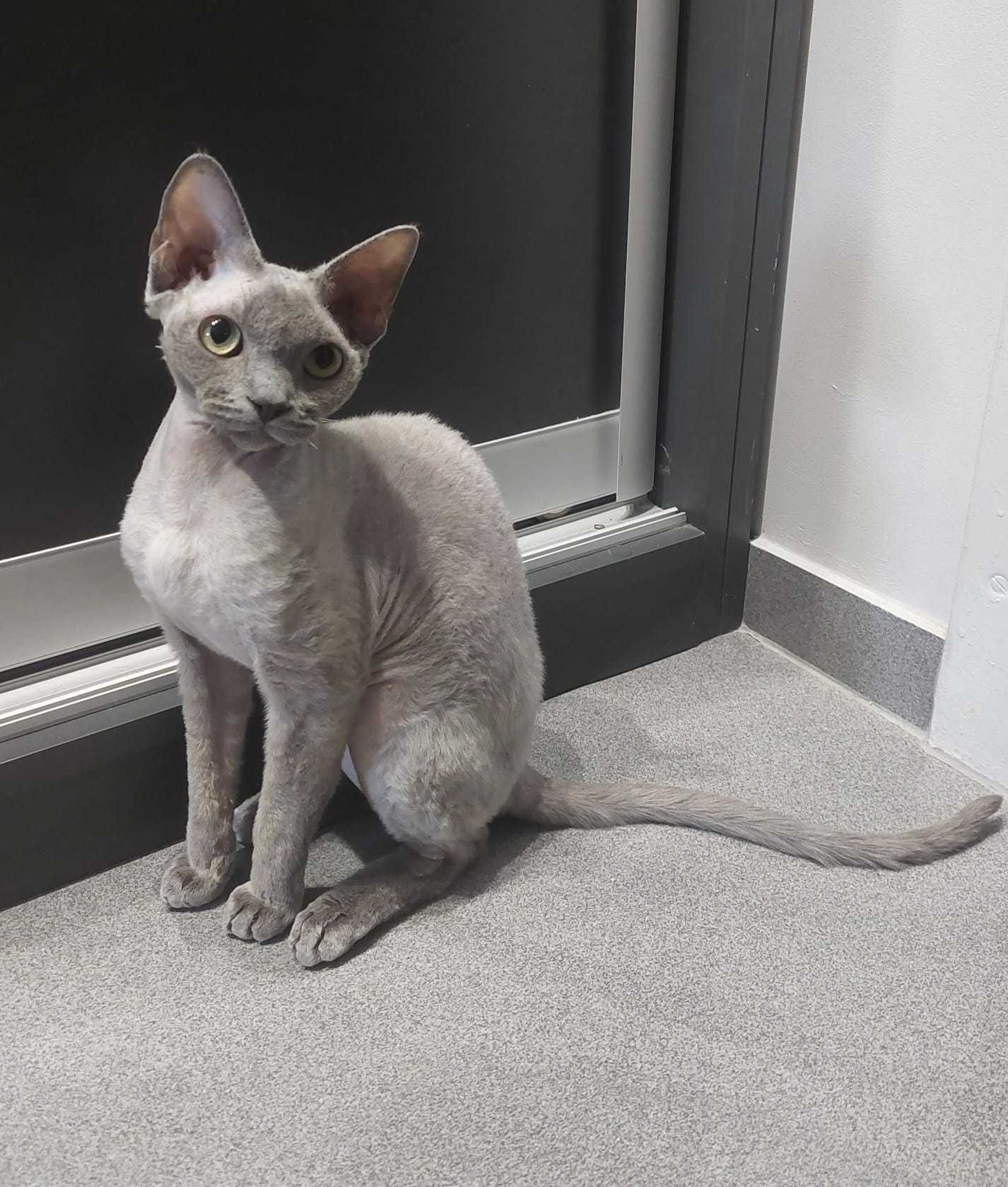 Devon Rex, niebieska kotka do hodowli lub na kolanka