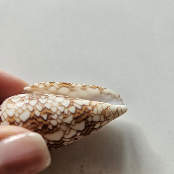 Muszle ozdobne textile