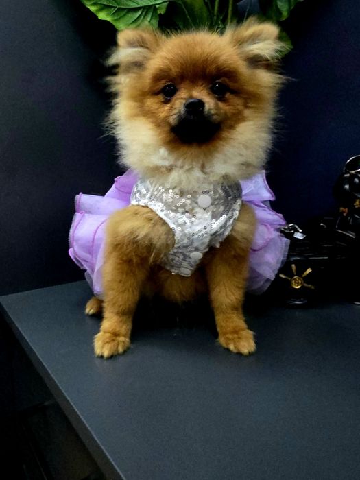 Szpic miniaturowy Pomeranian Boo sunieczka 2xszczepienia legowisko