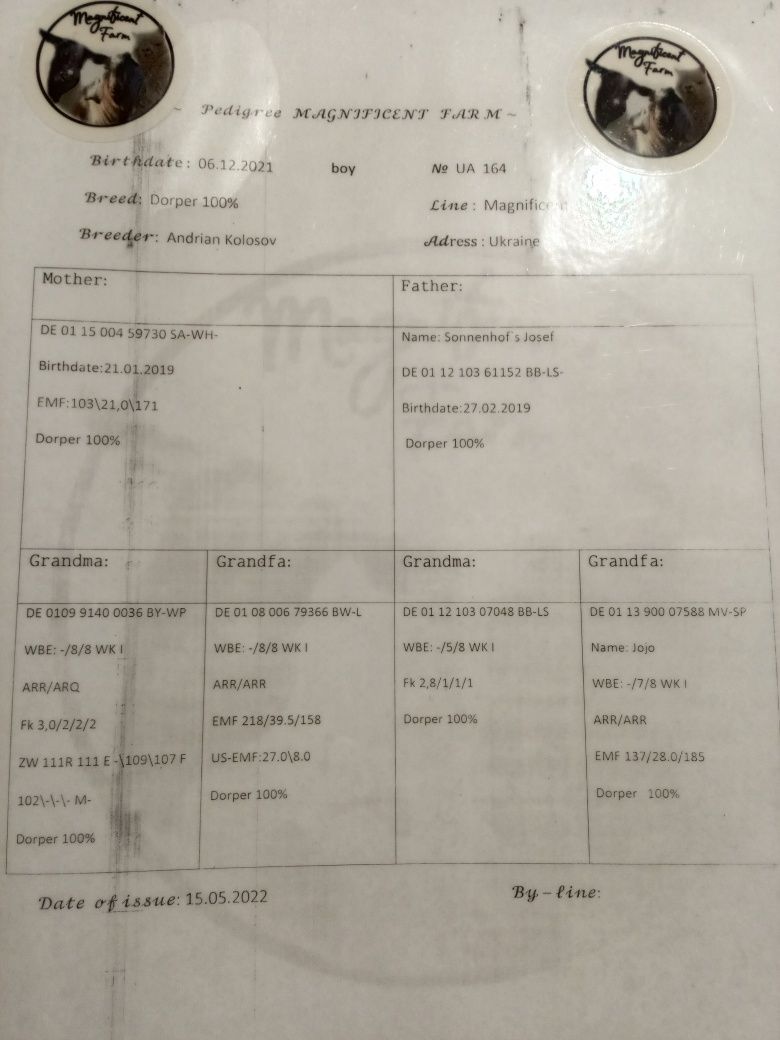 Баран плідник Дорпер