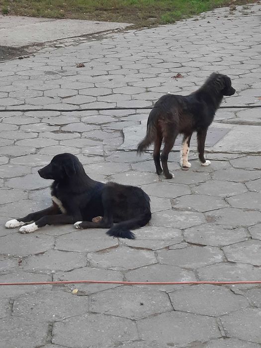 Piesek mix kangal z podchalankom