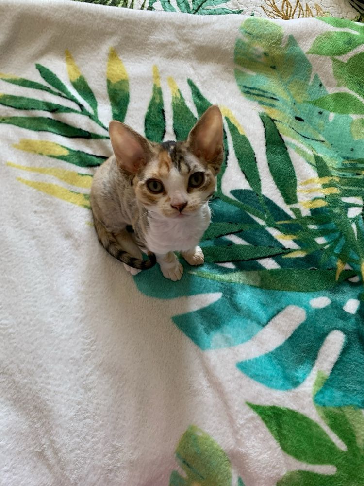 Koteczka Devon Rex