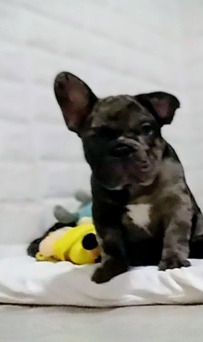 Мальчик французский бульдог