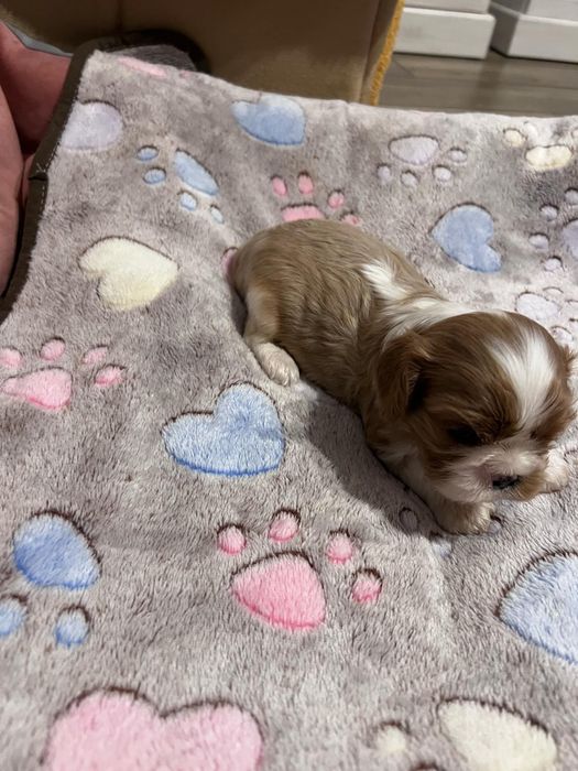 Cavalier King Charles Spaniel Zkwp FCIsuczka