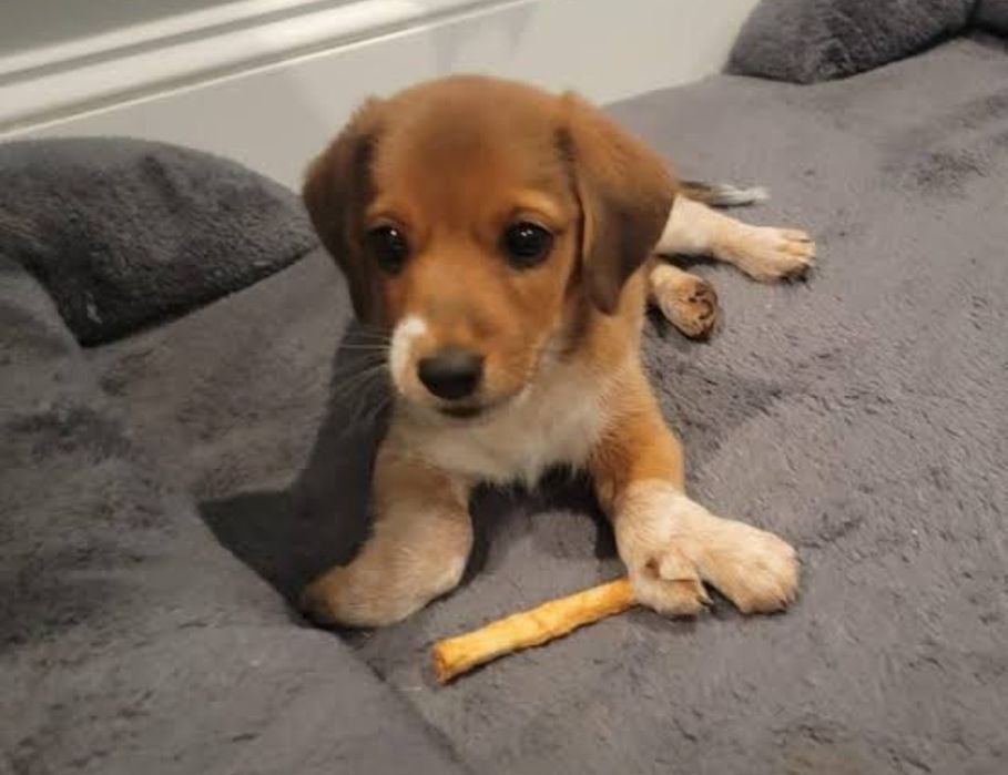 Szczniaczki po labradorze