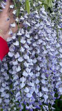 Подарок лучше цветов Саженцы Элит обильно цветущие Глициния селекция