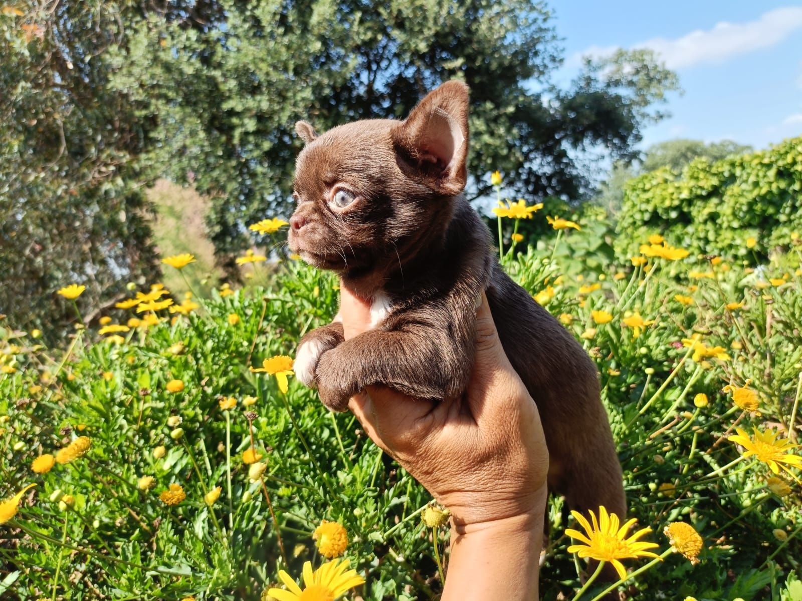 Chihuahua machinho mini pelo curto