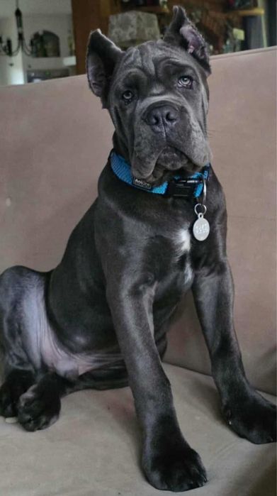 Планові цуценята Кане Корсо