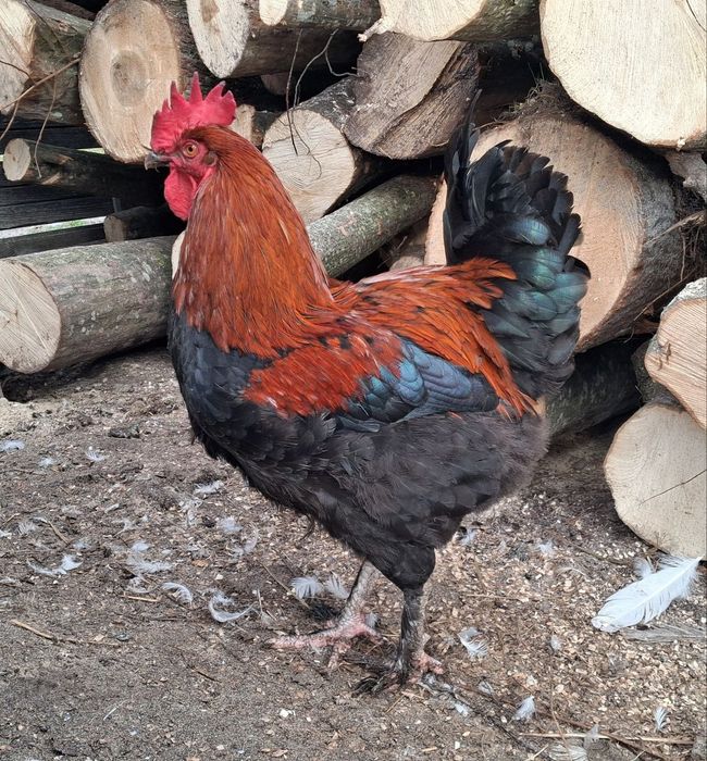 Півень Маран Чорно-Мідний