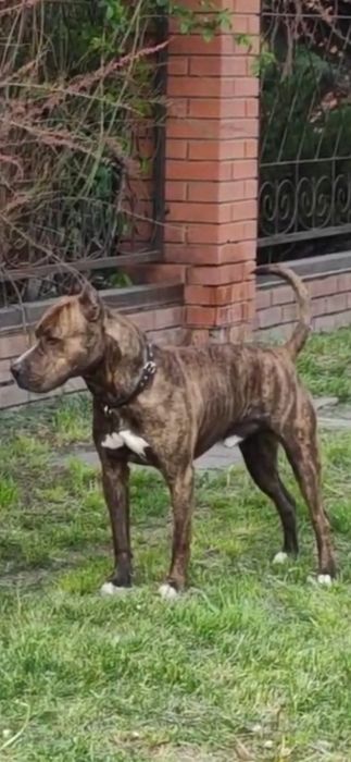 Вязка питбультерьера