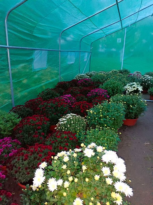 Chryzantemy sprzedam