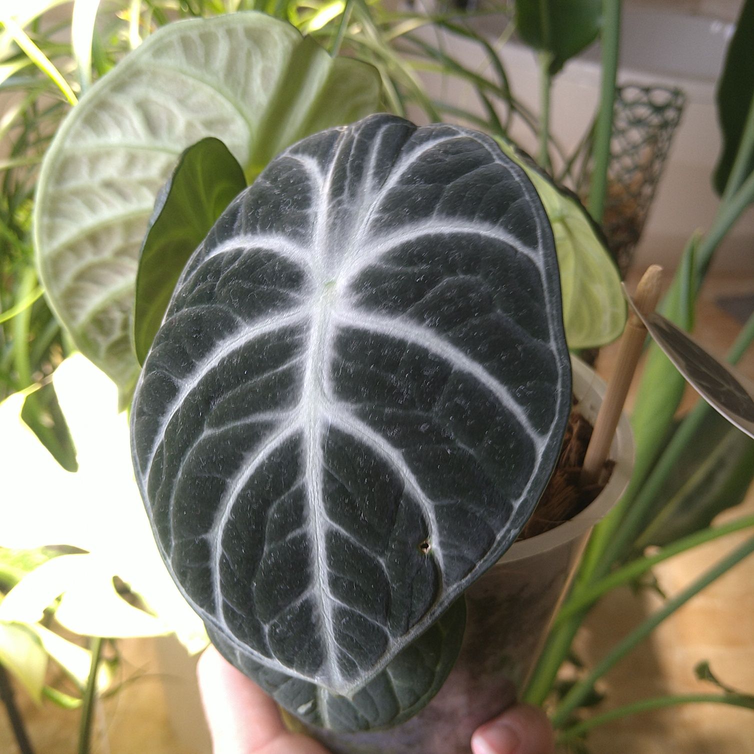 Алоказія Alocasia Ninja