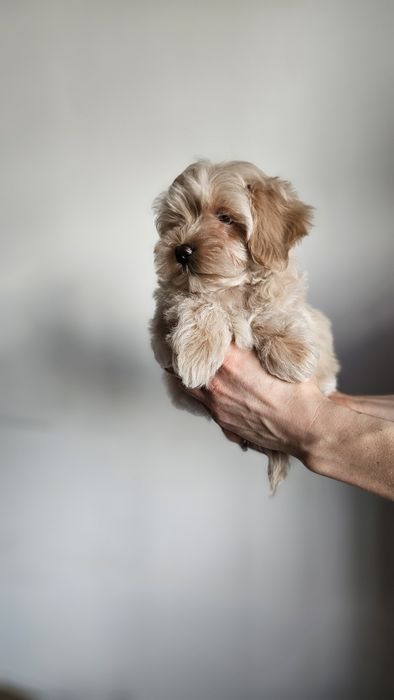 Дуже красивий хлопчик мальтипу чекає саме на вас