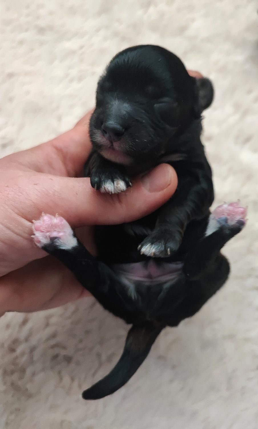 Cavapoo-Cavoodle Samiec o pięknym umaszczeniu do rezerwacji!