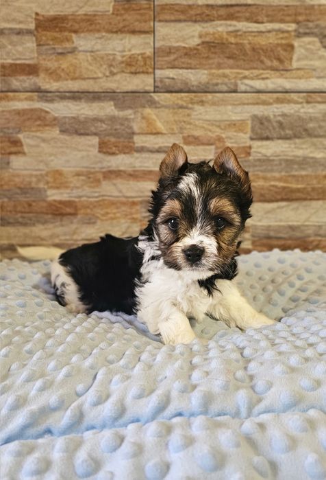 Yorkshire Terrier Biewer cudny piesek york