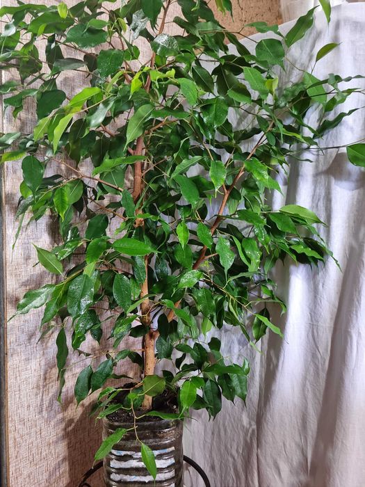 Фикус Бенджамина 1,2м