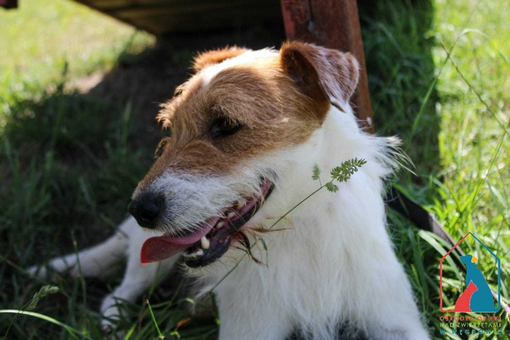 Piesek Oskar szuka domu!