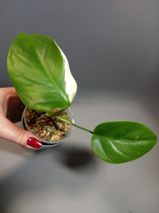 Monstera Variegata*2