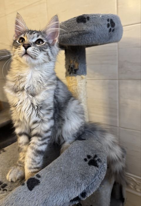 Kocur maine coon do odbioru