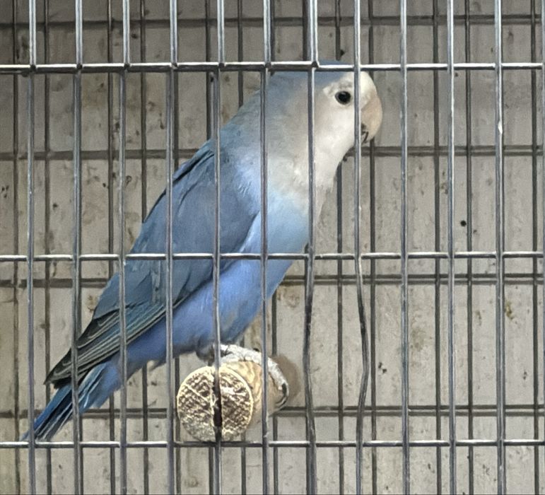 Macho agapornis roseicollis blue portador de palido