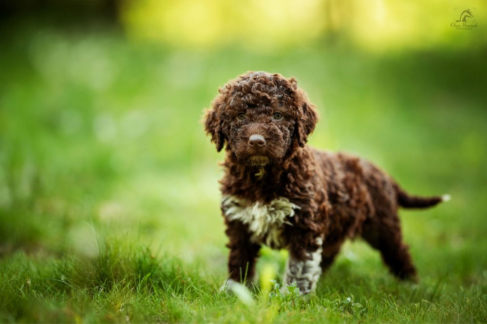 Lagotto Romagnolo