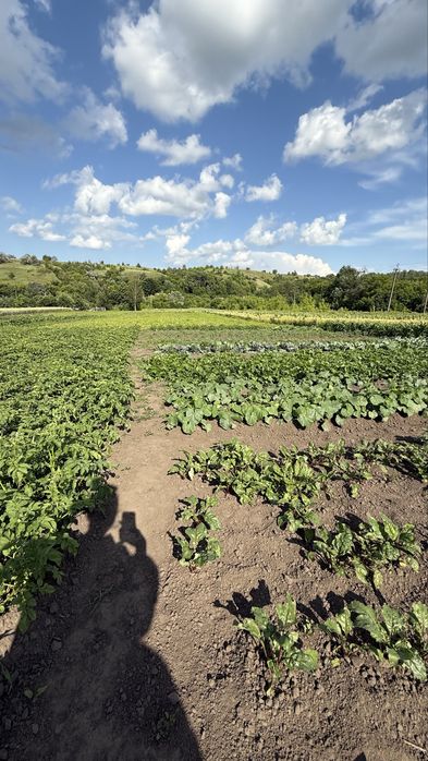 Ділянка 25 сот, с. Щербанівка, Обухів р-н