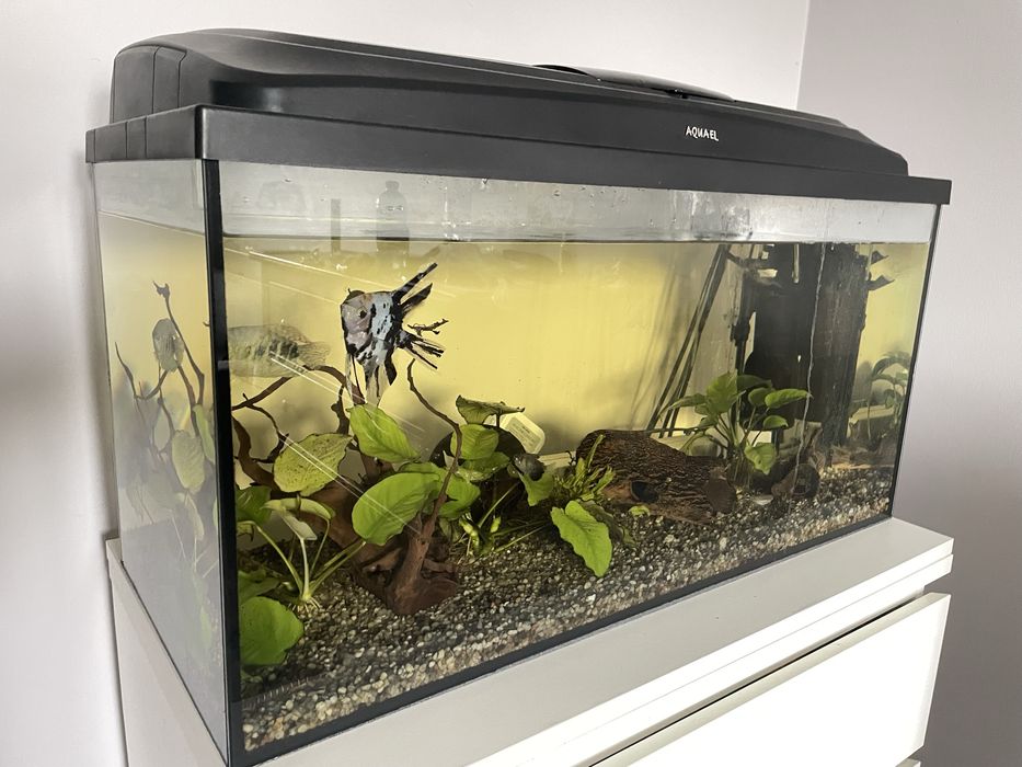 Rezerwacja Akwarium 120 l + pokrywa + oświetlenie