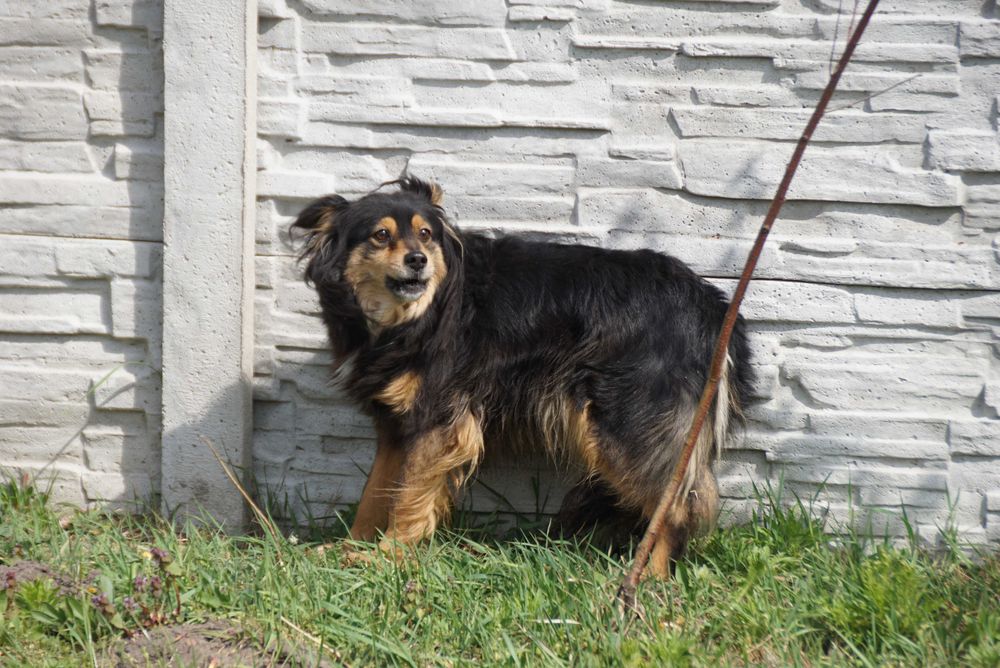 Bamako - niewielki kundelek szuka domu