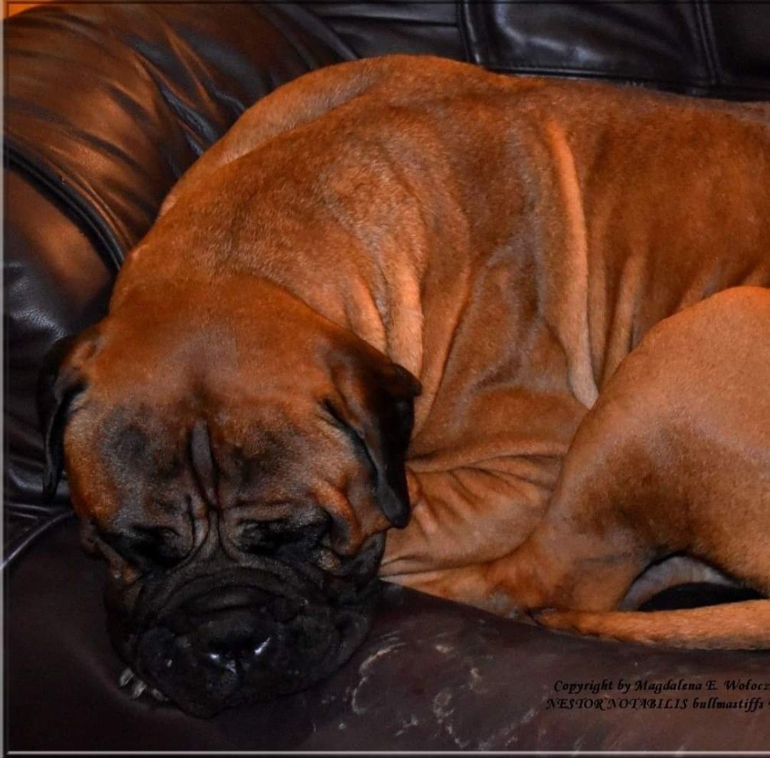 Bullmastiff - zapowiedź szczeniąt