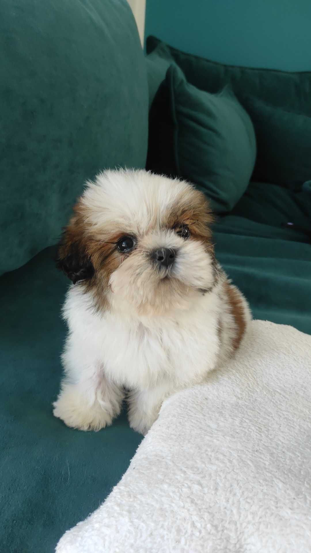 Shih Tzu chłopczyk tricolor