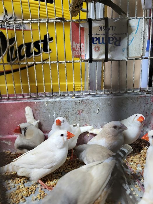 Zeberki australijskie