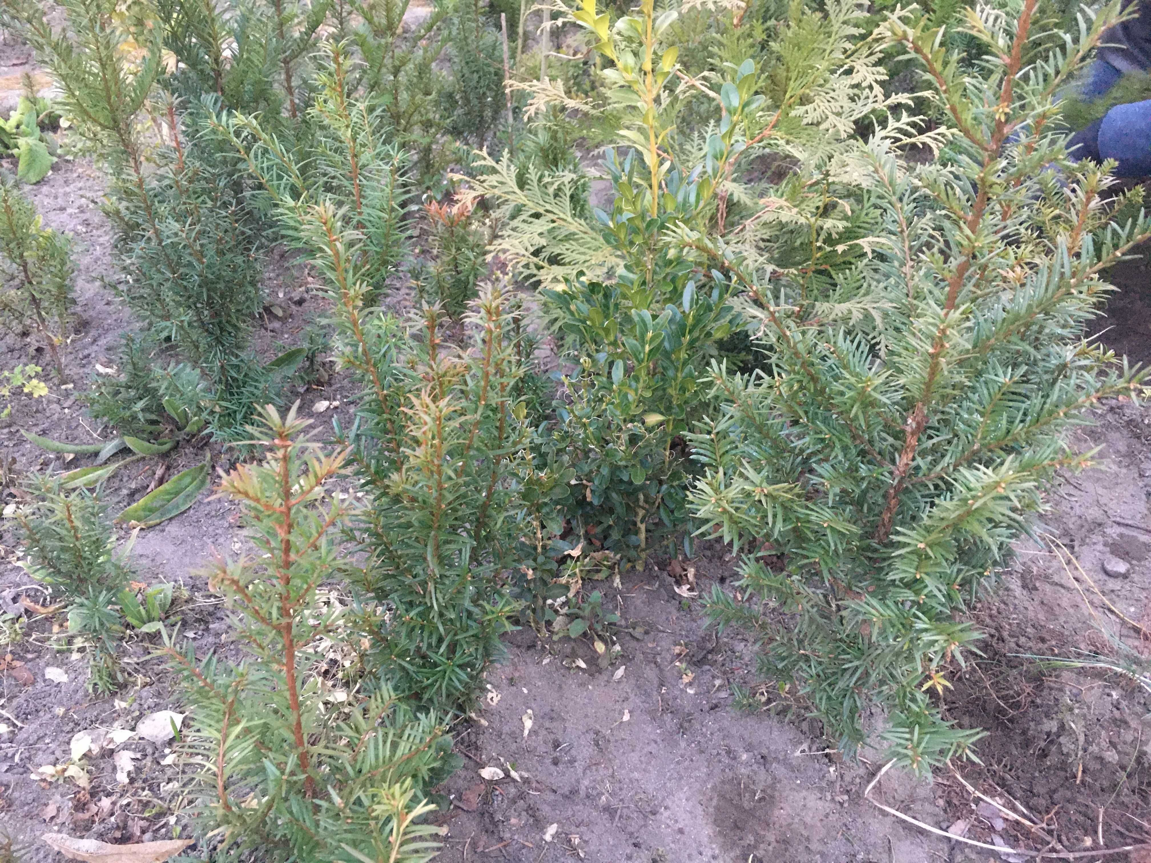 cis pospolity sadzonki Taxus baccata bydgoszcz