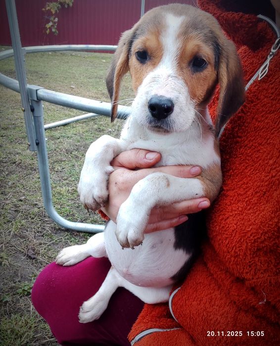 Цуценя Естонська гонча,собака,дівчинка