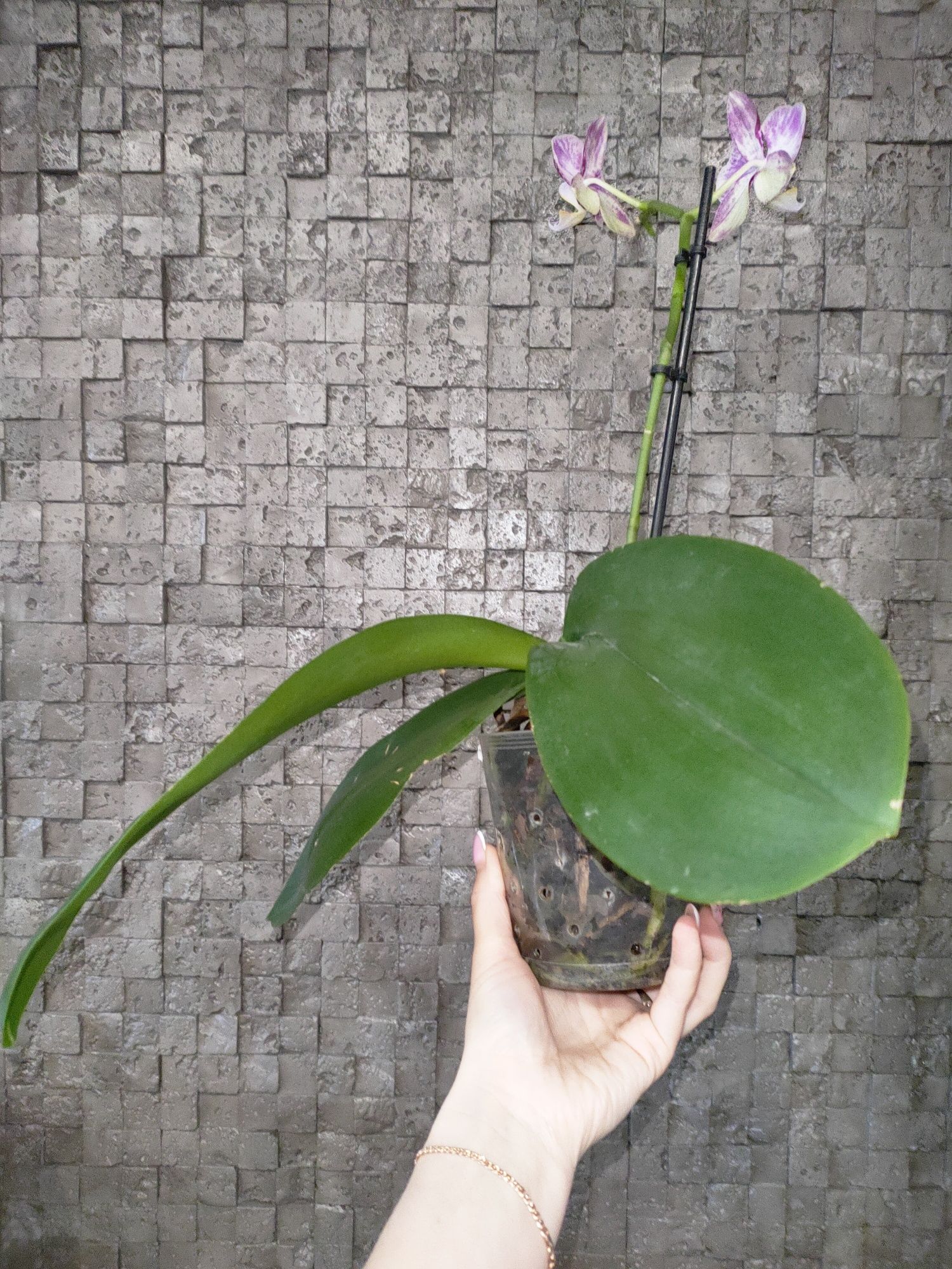 Орхідея сорт Пініф