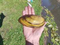 Małże (szczeżuja)