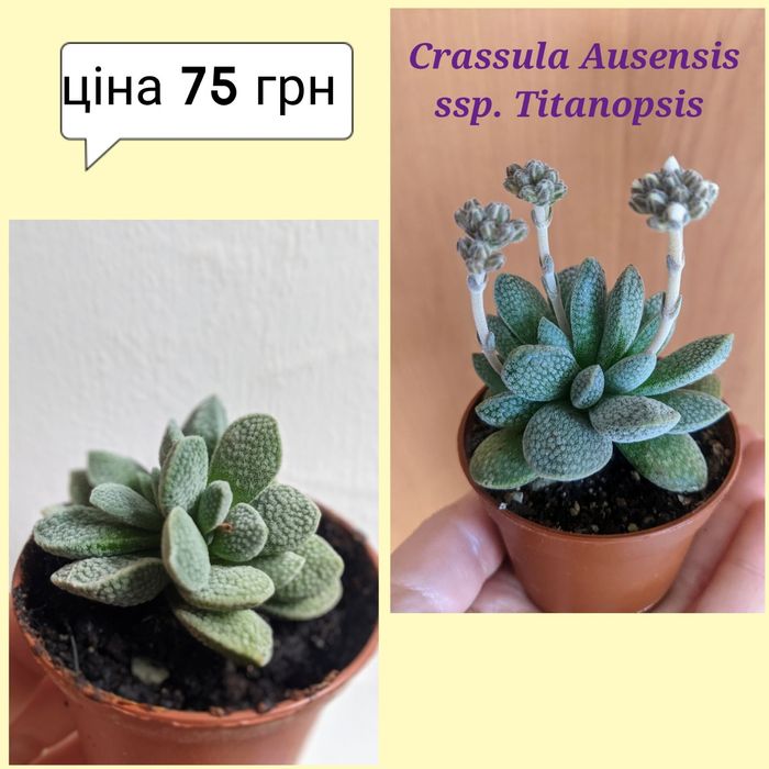 Сукуленти кімнатні