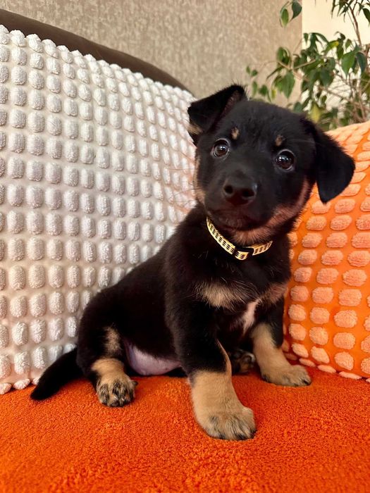 Malutka psia dziewczynka do adopcji - Pasta!