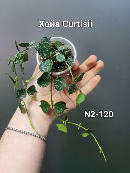 Хойя Куртісі/Глобулоза