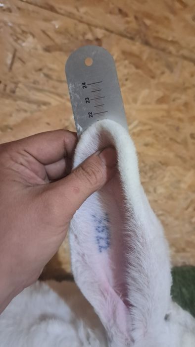 Olbrzym belgijski biały samica BOB