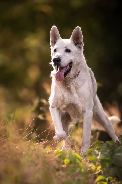 Cudowny Dasti szuka domu! Nie radzi sobie w bloku:(
